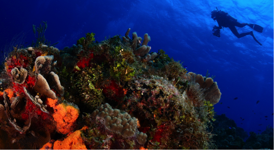 Diving Into Paradise: Thailands Top Dive Sites