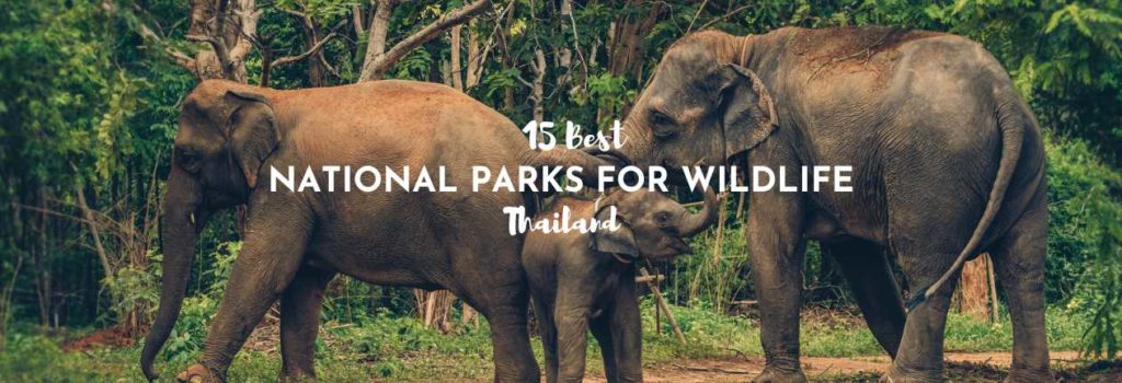 Wildlife Encounters: Discovering Thailands National Parks